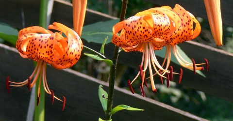 Aug. 8-14-tiger lilies-3