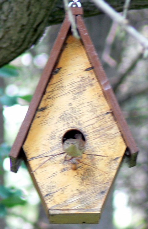 Aug. 8-14-wren on way out