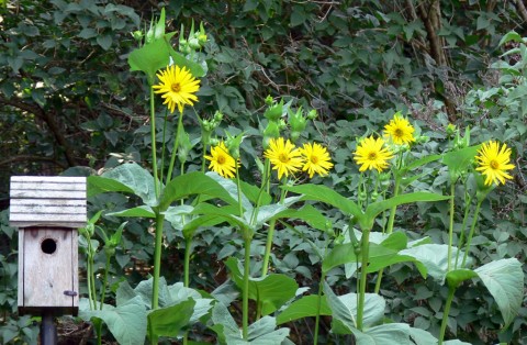 Aug.1-14-yellow daisies-1024