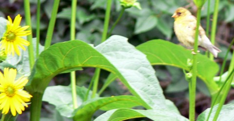 Aug.11-14-Goldfinch baby