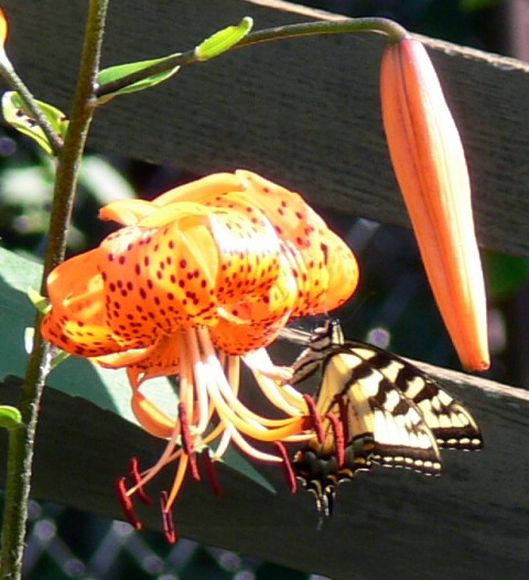 Aug.11-14-Yellow Swallowtail