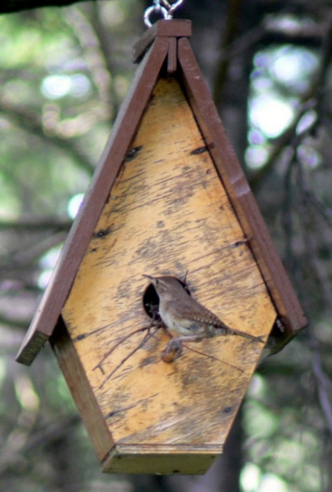 Aug.12-14-Adult wren's pointed beak