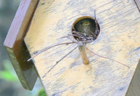 Aug.12-14-baby wren near entrance