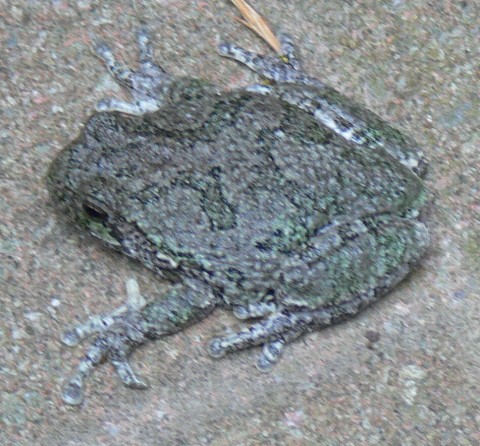 aug. 6-14-tree frog, grey