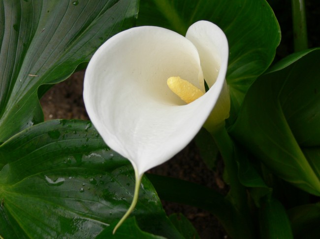 Cala Lily 1