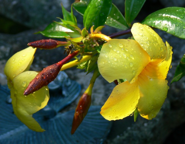 Raindrops 2 flowers & 3 buds