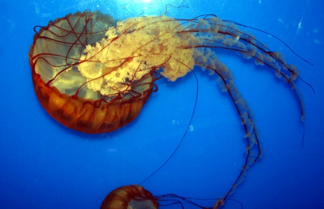 051-Aquarium- Jellyfish