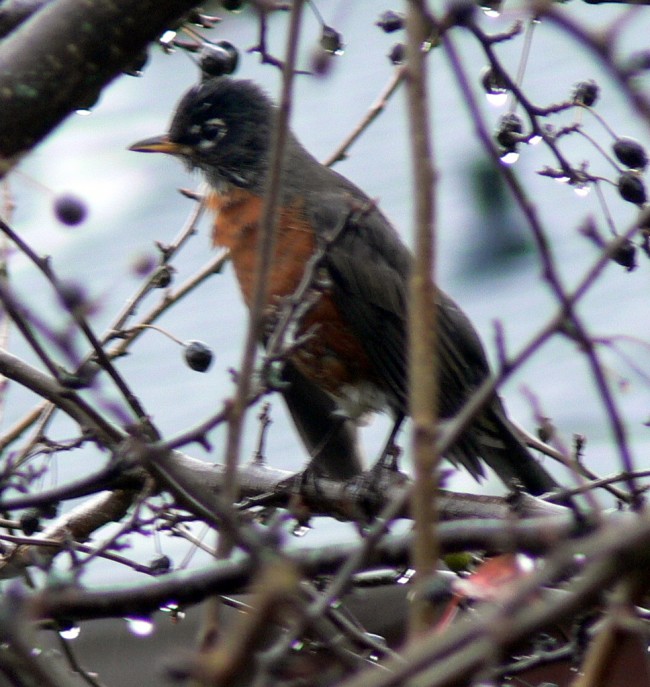 Robin in pear tree