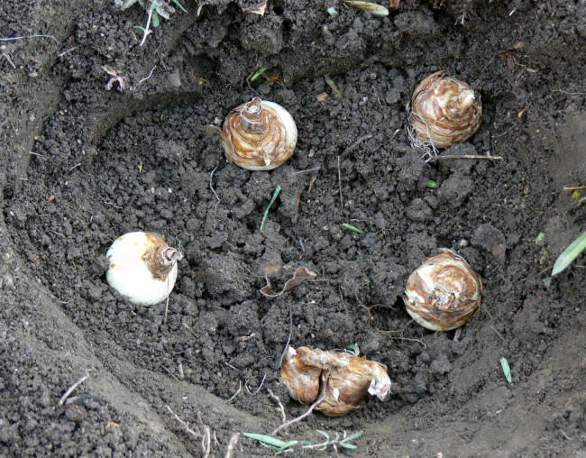 Narcissus bulbs in hole