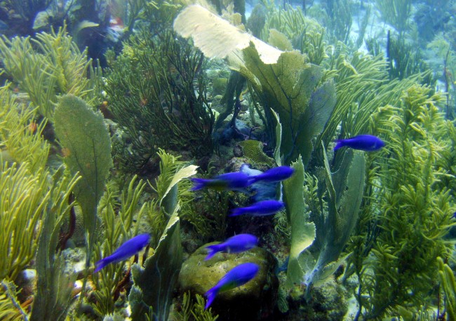 Copy of Sea fans & purple fish-cr
