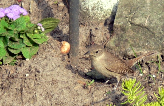 2016-06-10-foraging for twigs