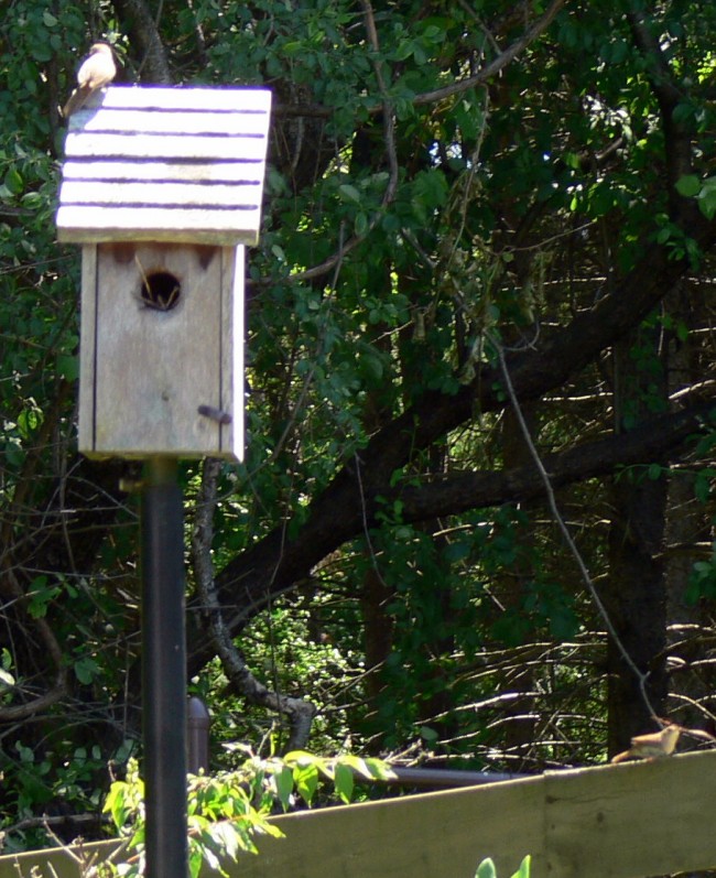 2016-06-11-Lady Wren has chosen home