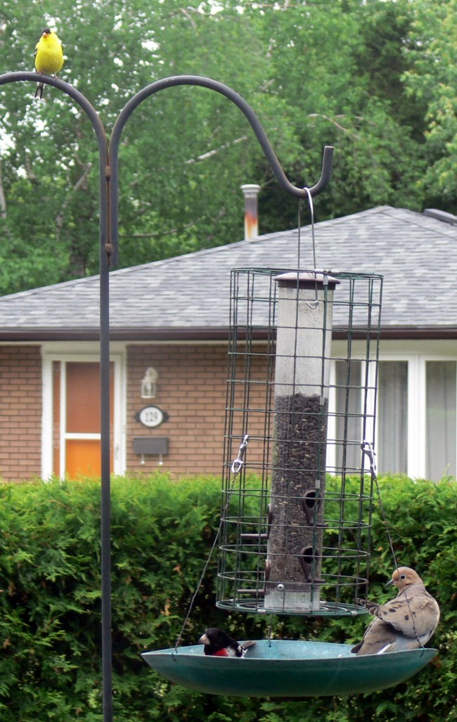 2016-06-13-Trio-gold finch, rose-breasted grosbeak, dove