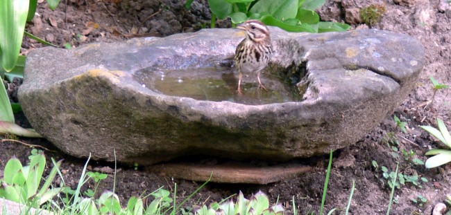 2016-06-18-song Sparrow takes abath in rock basin