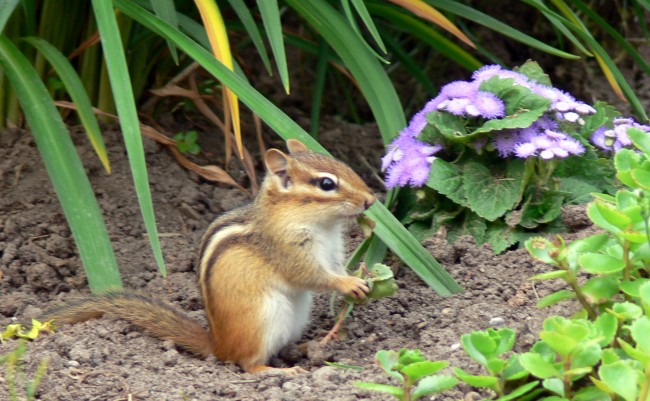 2016-06-20-Chipmunk ready to eat something