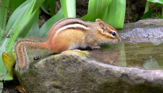 2016-06-20-chipmunk-3 drinks from rock basin