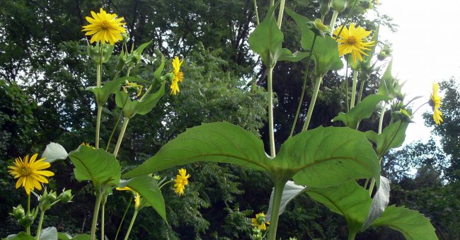 2016-08-01-Chalice in false prairie sunflowers