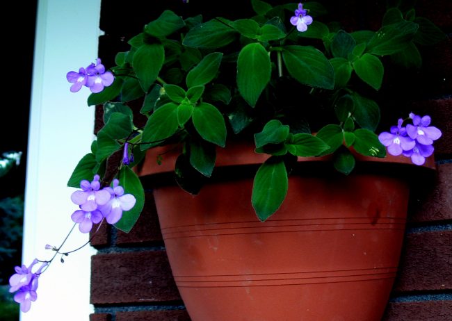 2016-08-01-best-streptocarpus