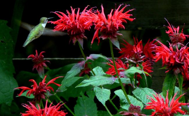 2016-08-01-taken July 26-1hummer at bee balm