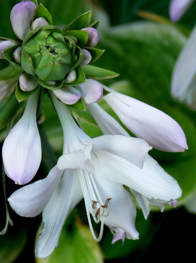 2016-08-10-Hosta Lily-Aroma Therapy